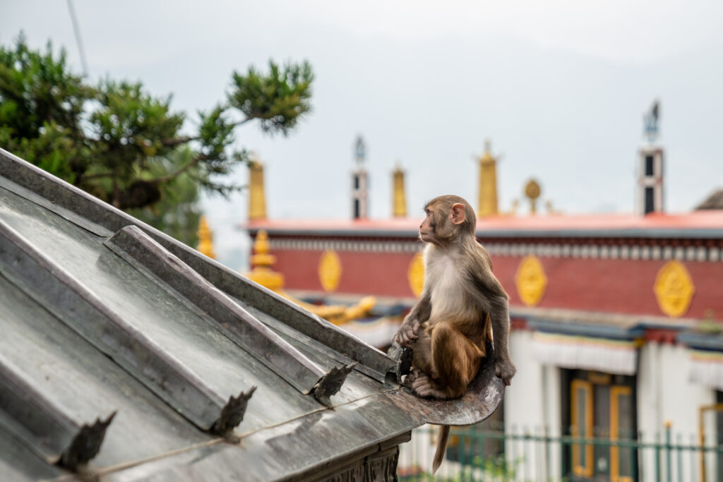 A monkey perched on a tin roof in Kathmandu, Nepal.