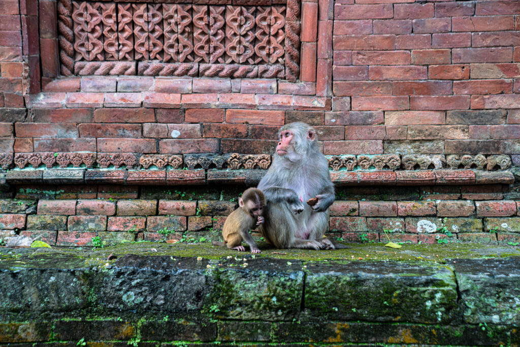 Two monkeys, a mother and her infant, sitting on a mossy ledge.