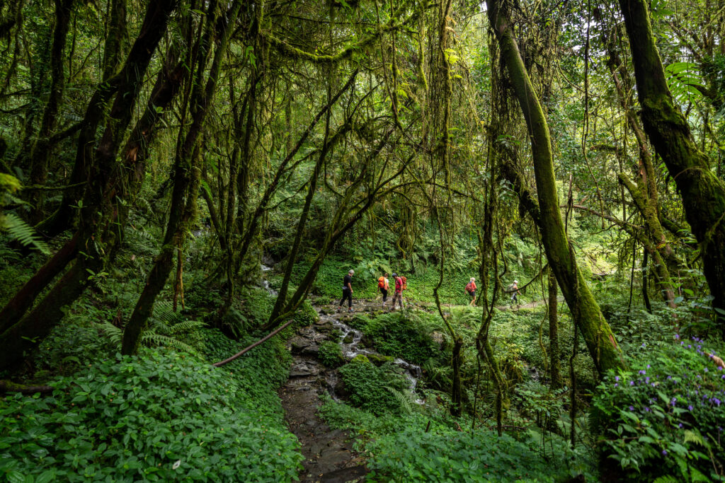 A group of hikers walking on the trail in a lush green rhododendron forest in Nepal.