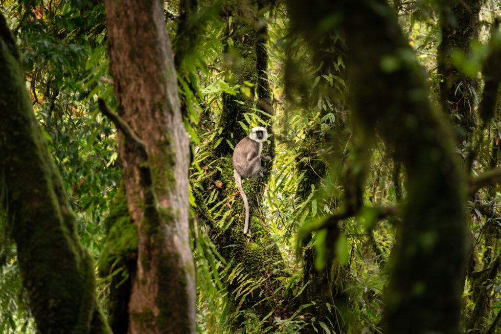 A wild gray and white monkey peers through the rhododendron trees in Nepal.