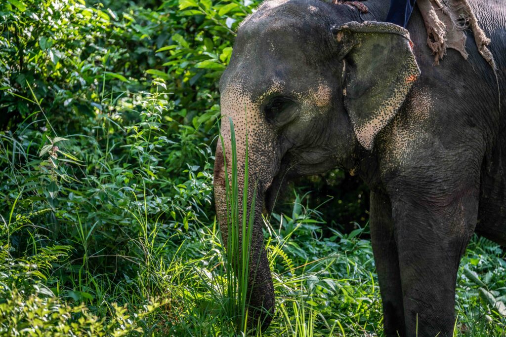 An asian elephant in Chitwan National Park in southern Nepal.