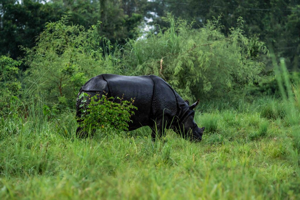 The rare one horned rhinoceros on a rainy day in Chitwan National Park in Nepal.