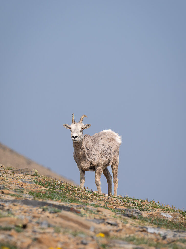 respecting wildlife is the 5th of 7 leave no trace tips for beginner backpackers